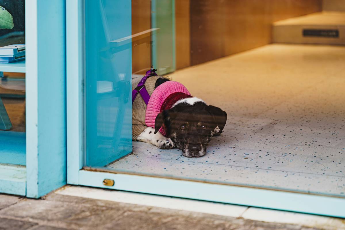 Close-up of a clean in glass pet door showing clear visibility and intact rubber seal