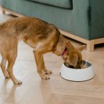 Glass Pet Toys: 7 Proven Tips to Avoid Costly Cleaning Mistakes