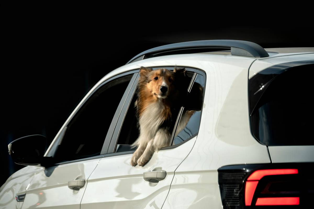 Good Dog Auto Glass: 7 Proven Ways to Avoid Costly Cleaning Mistakes