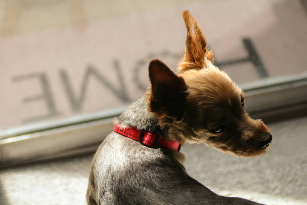 In Glass Pet Door: 7 Proven Tips to Avoid Costly Cleaning Mistakes